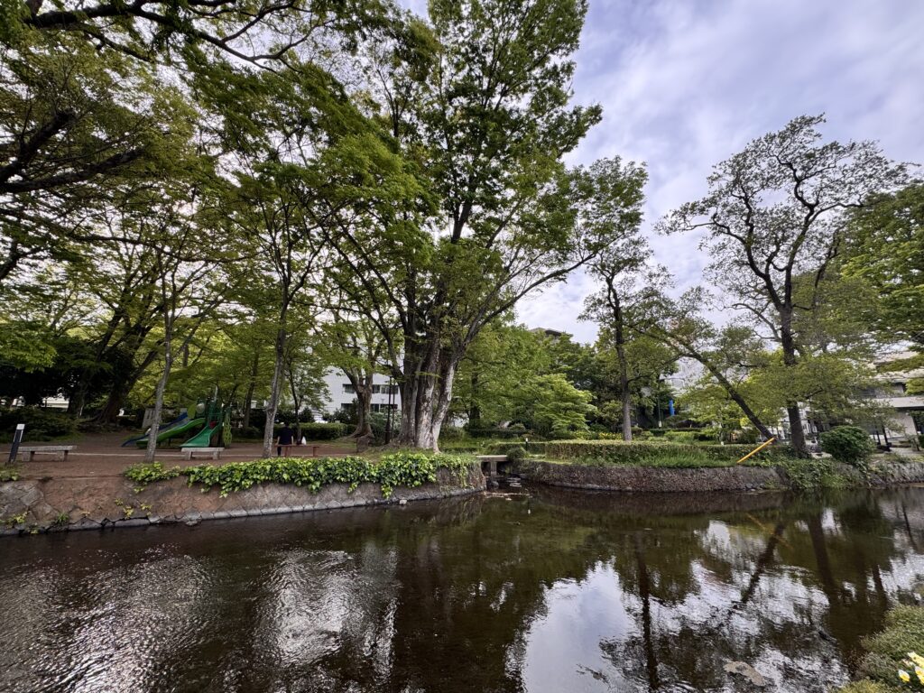 春の桜川（近所の川）